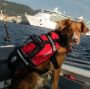 Crewsaver Hunde-Schwimmweste 'Petfloat'